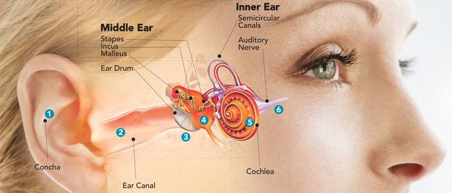 How Your Ear Works