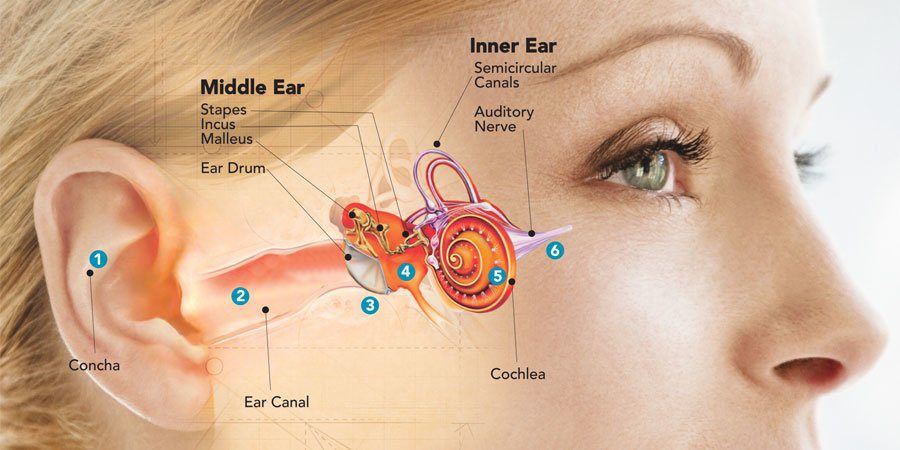 How Your Ear Works And Hearing Loss Causes